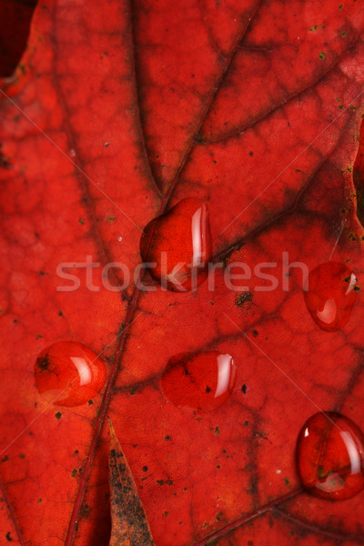 wet leaves  of maple Stock photo © taden