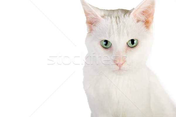 Blanco gato doméstico cute aislado ojos naturaleza Foto stock © taden