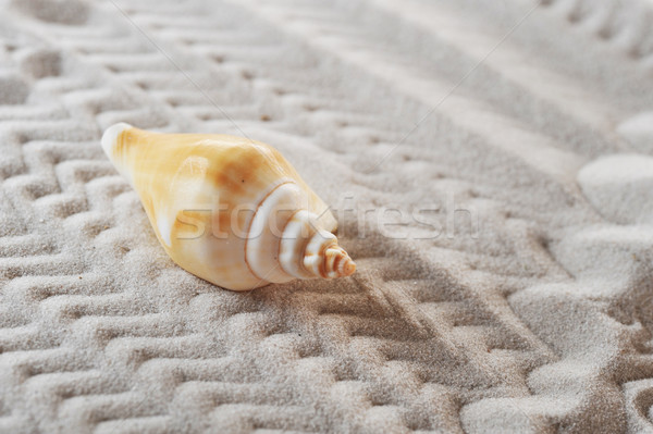 cockleshell on sea sand Stock photo © taden