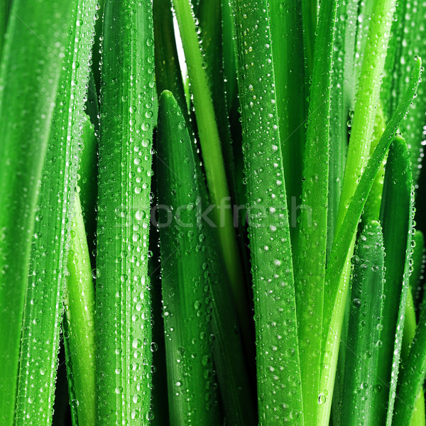 Droplets on green leaves Stock photo © taden