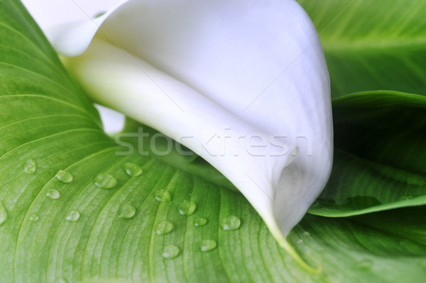 ストックフォト: 白 · ユリ · 緑の葉 · 花 · 水