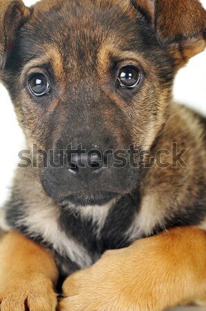 Perro marrón pelo animales estudio hermosa mascotas Foto stock © taden