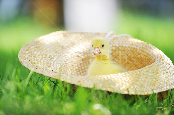 Mullido patito cute sesión sombrero de paja hierba Foto stock © taden