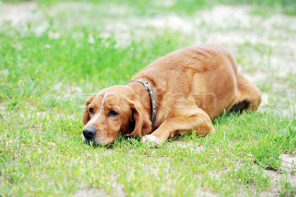 Barna kutya nagy fű természet nyár mező Stock fotó © taden