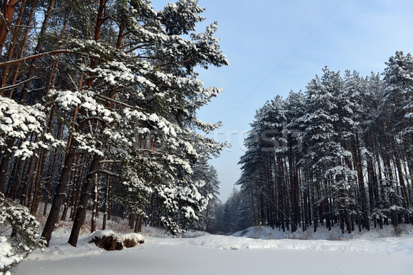 Inverno panorama neve coperto pino alberi Foto d'archivio © taden