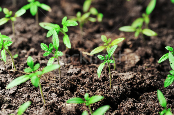 Spruit tomaat aarde veld groene vuil Stockfoto © taden