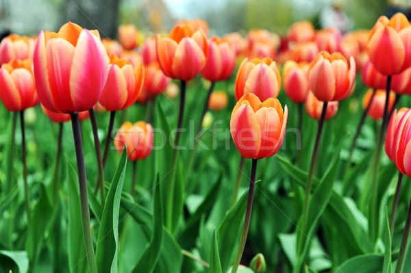 Rot Tulpen groß Betrag charakteristisch Landschaft Stock foto © taden