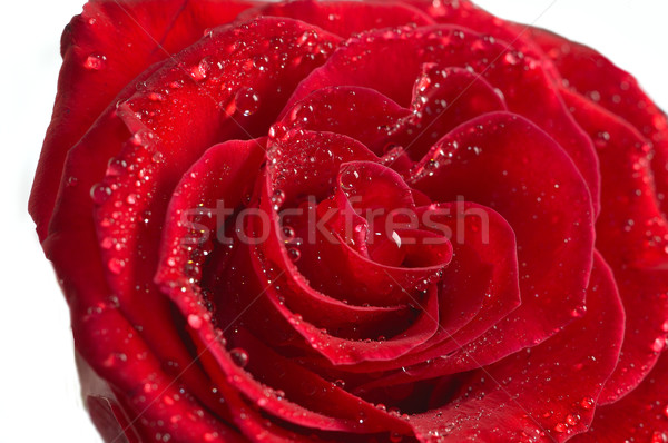 Rose Red macro gocce d'acqua fiori giardino Foto d'archivio © taden