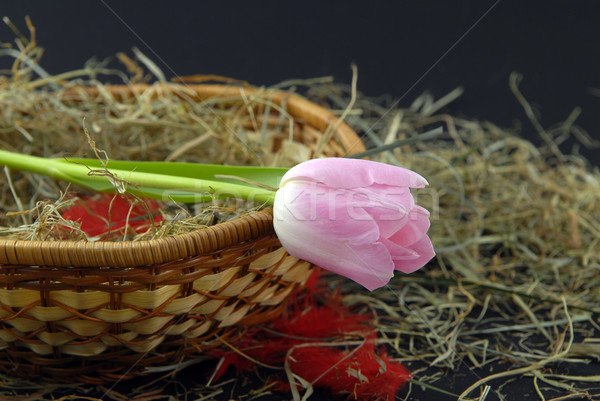 pink tulip  Stock photo © taden