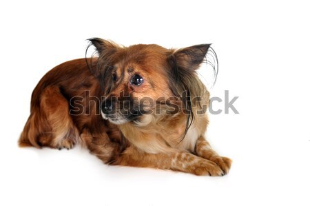 Stock foto: Brauner · Hund · Haar · Tiere · Studio · schönen