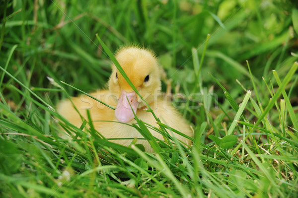 Patito cute mullido Pascua sesión hierba Foto stock © taden