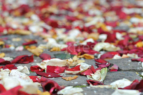 rose petals and rice Stock photo © taden