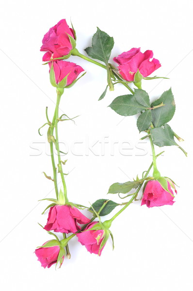 D betű rózsa szépség művészet zöld ír Stock fotó © taden