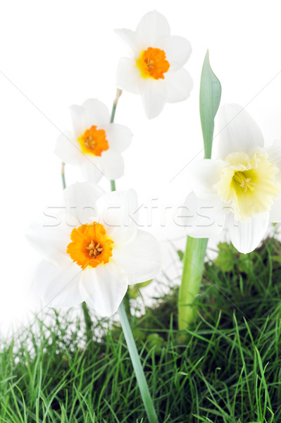 Blossoming narcissuses Stock photo © taden