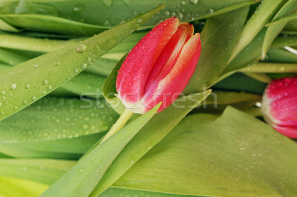  tulip and many  leaves Stock photo © taden