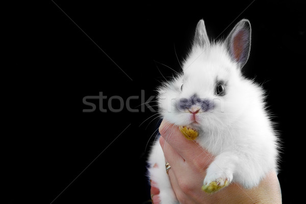 hadns holding small rabbit Stock photo © taden