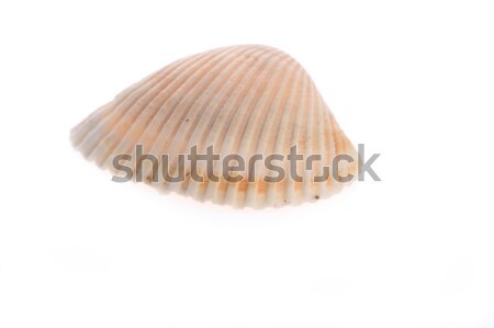sea cockleshell lies on white  Stock photo © taden