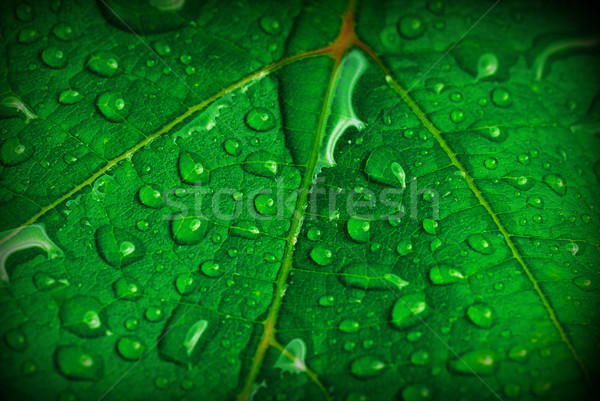 green leaf Stock photo © taden