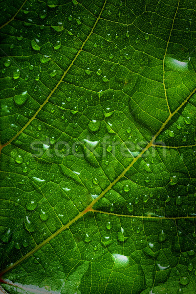 green leaf Stock photo © taden