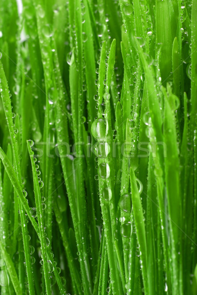 草    绿草    水滴            水 / fresh green grass with watr