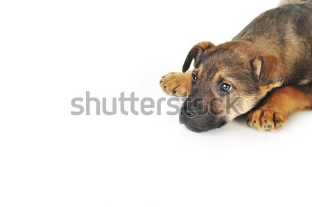 Сток-фото: коричневая · собака · волос · животные · студию · красивой · домашние