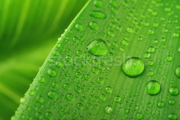Zielony liść kropla wody wody roślin spadek Zdjęcia stock © taden