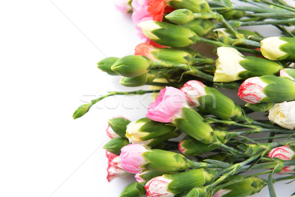Сток-фото: цветы · гвоздика · букет · красочный · цветок