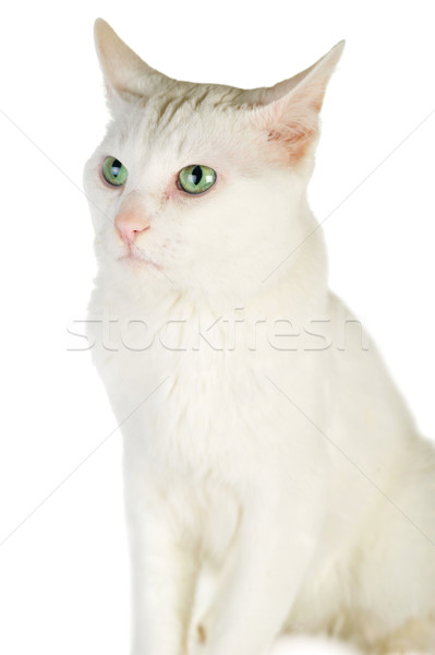 Weiß Hauskatze cute isoliert Augen Natur Stock foto © taden