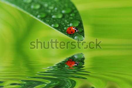 green leaf with water drops Stock photo © taden