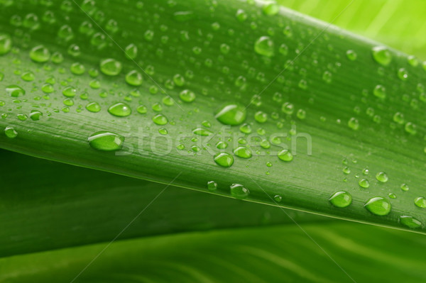 Zöld levél vízcsepp közelkép víz növény csepp Stock fotó © taden