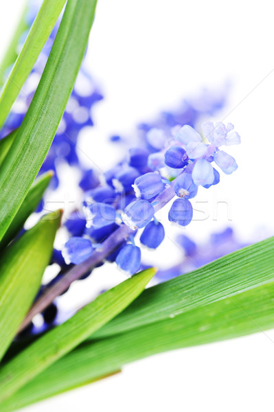 Foto stock: Azul · primavera · flores · cabeça · planta