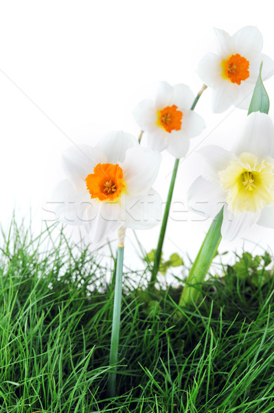 Blossoming narcissuses Stock photo © taden