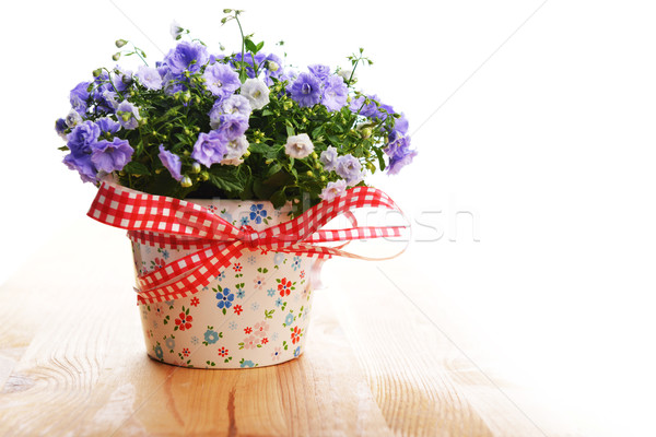 campanula flowers Stock photo © taden