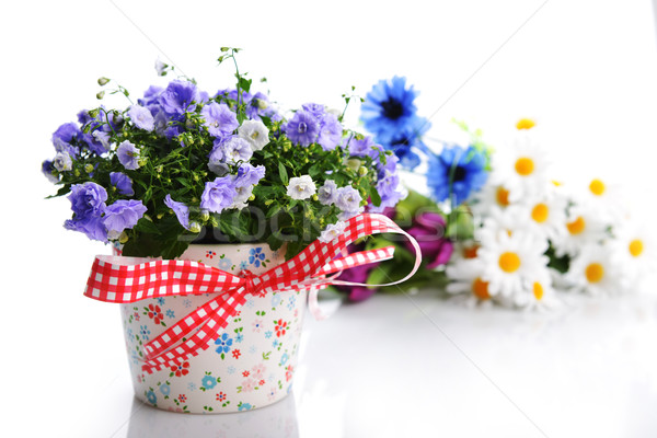 Kwiaty niebieski doniczka inny piękna tulipan Zdjęcia stock © taden