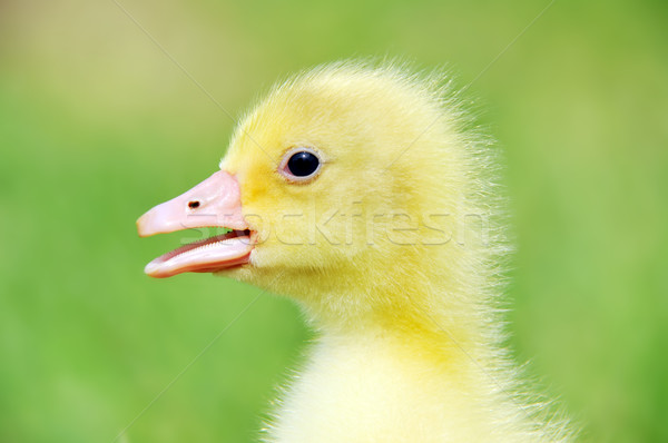 Cute mullido Chick 7 días edad Foto stock © taden
