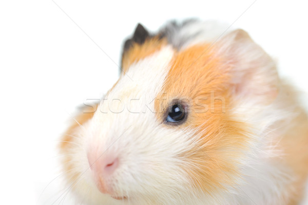 Cavia bruin witte geïsoleerd natuur dieren Stockfoto © taden