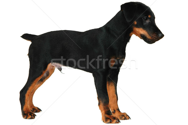 small doggy Stock photo © taden