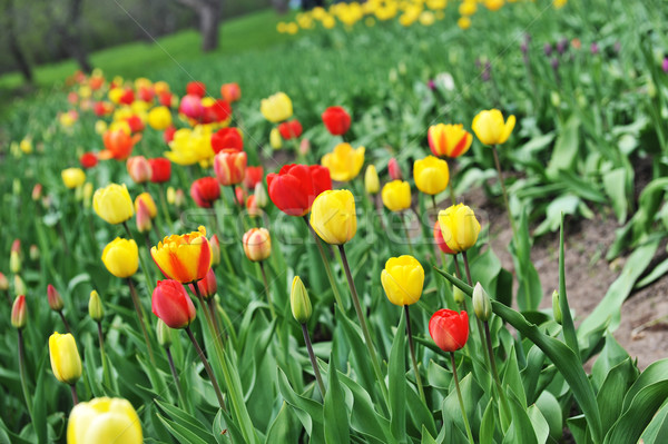 Rojo amarillo tulipanes cantidad típico Foto stock © taden