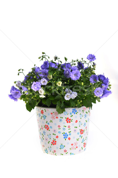Flori albastru ghiveci de flori frumuseţe buchet luminos Imagine de stoc © taden