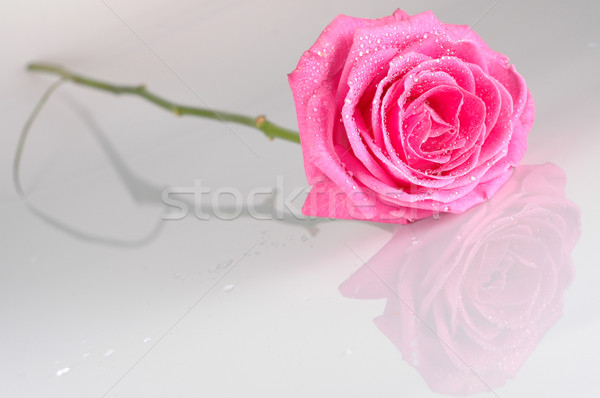 Gotas de água casamento natureza rosas Foto stock © taden