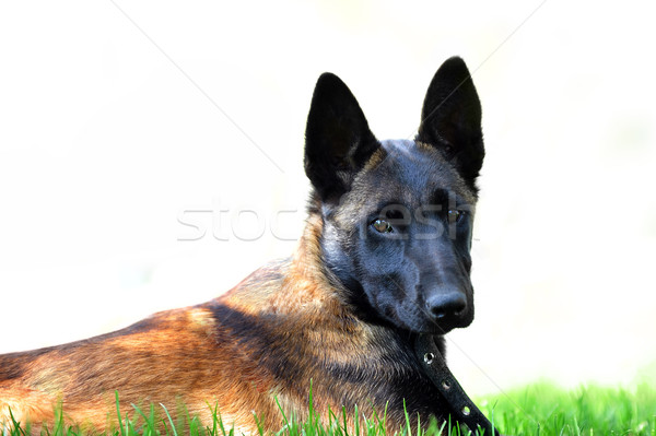 belgian malinois Stock photo © taden
