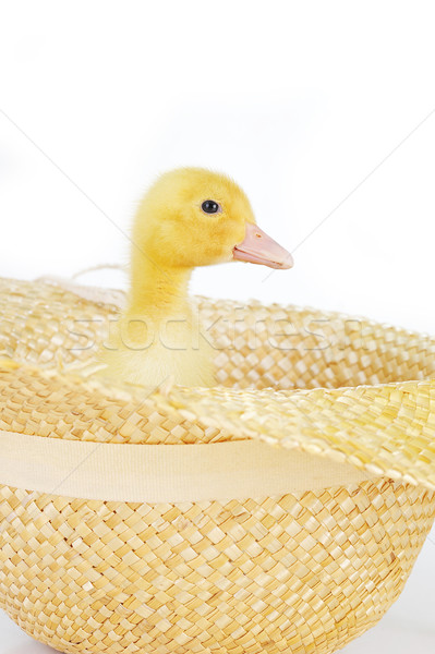 Mullido patito cute sombrero de paja aislado primavera Foto stock © taden