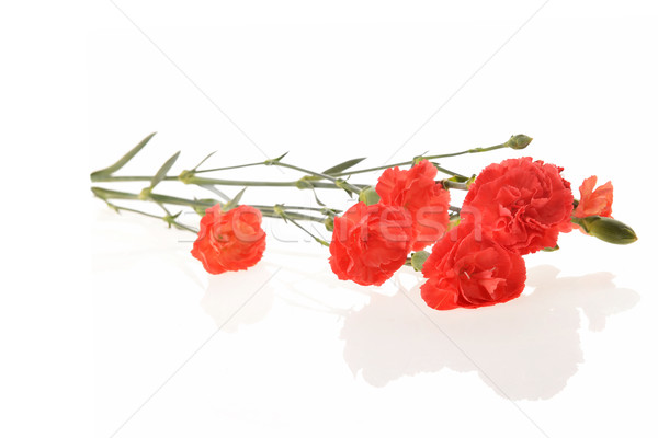 Rosso garofano bouquet fiori rossi fiore Foto d'archivio © taden