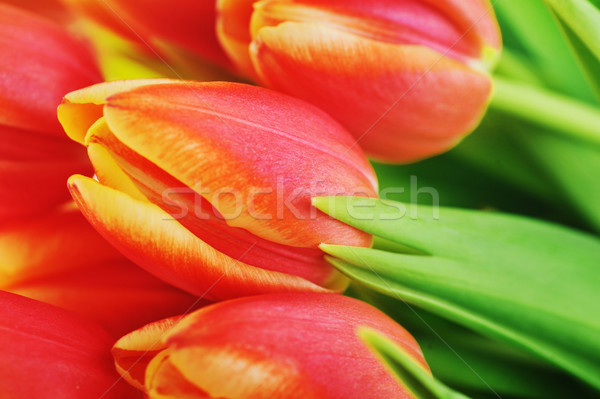 Stockfoto: Rood · tulpen · boeket · veel · bloemen · natuur
