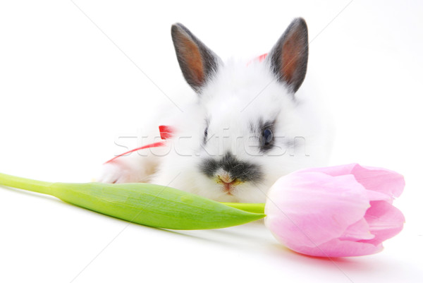 small rabbit with flower Stock photo © taden