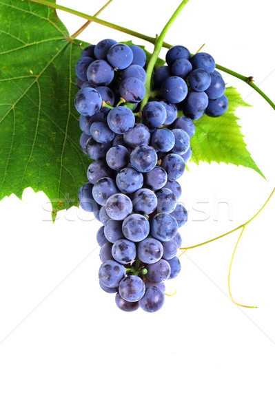 cluster fresh grape Stock photo © taden