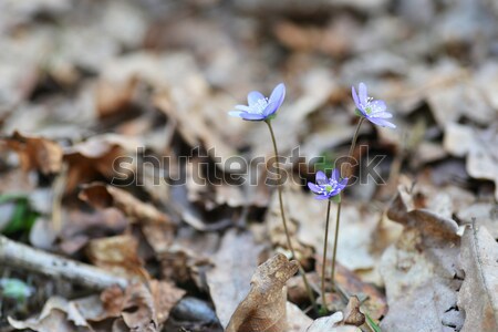 Primavera forestales claro hoja belleza Foto stock © taden