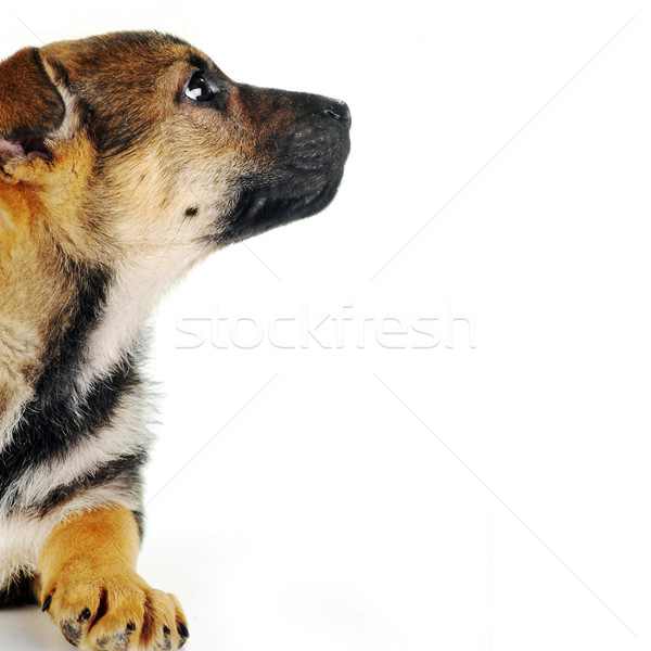 Perro marrón pelo animales estudio hermosa mascotas Foto stock © taden