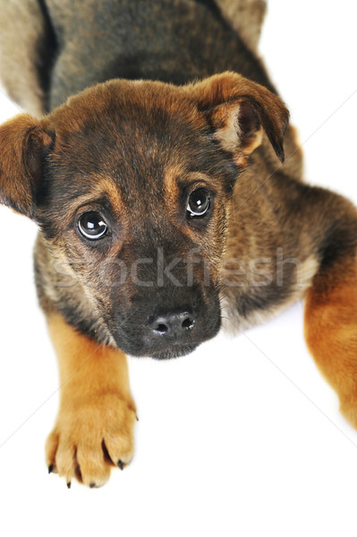 Chien brun cheveux animaux studio belle animaux de compagnie [[stock_photo]] © taden