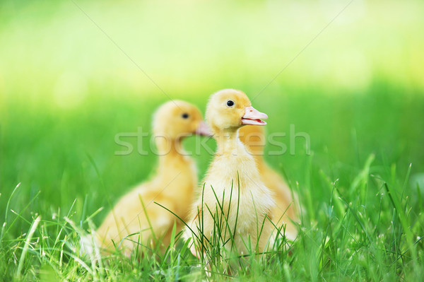 Três fofo garotas grama verde grama criança Foto stock © taden